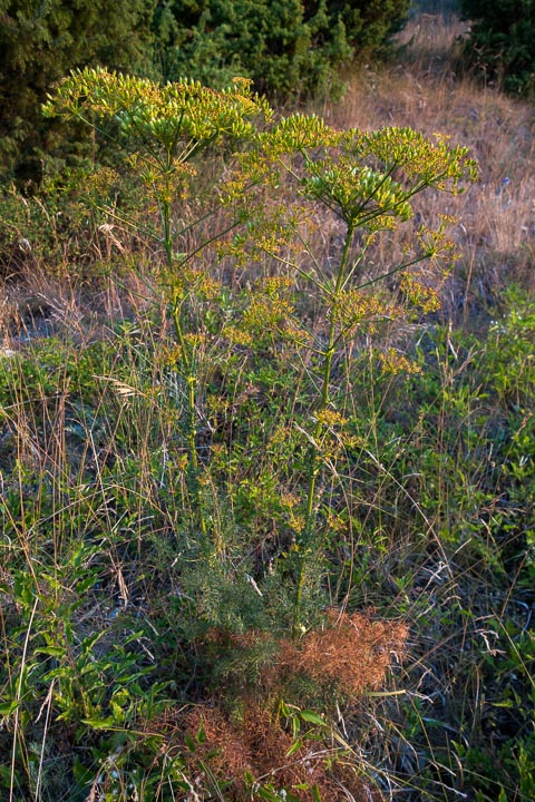Ferulago campestris / Ferula finocchiazzo